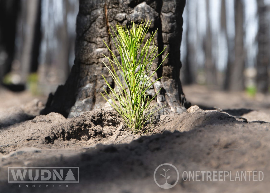 WUDN is proud to announce our partnership with OneTreePlanted - Let's Plant Some Trees!