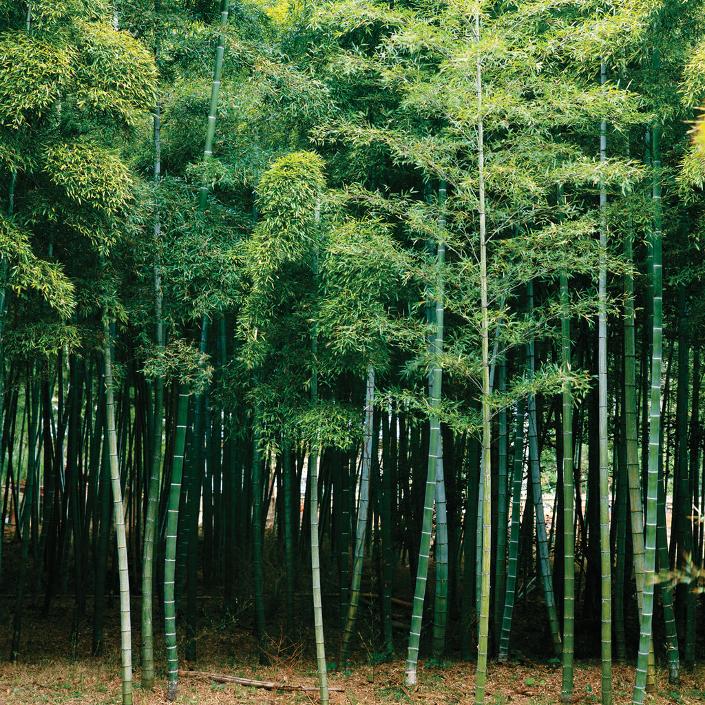 Sustainable Bamboo Grown in Portland