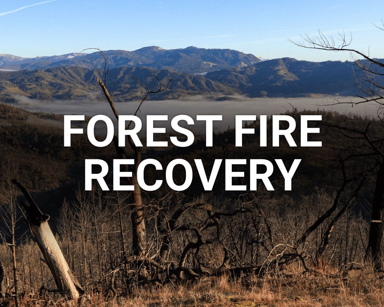 One Tree Planted - Plant a Tree - Help Forest Fire Recovery