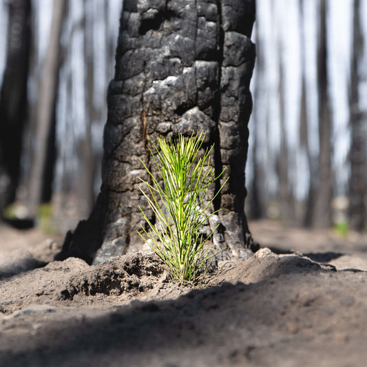 One Tree Planted for You
